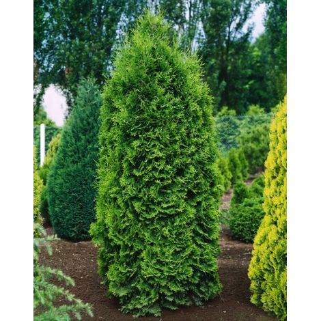 Thuja occidentalis "Pyramidalis Compacta" pianta da siepe sempreverde in vaso 11 cm h. 30/50 cm (1/5)