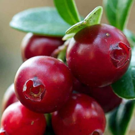 PIANTA DI MIRTILLO ROSSO CRANBERRY PILGRIM in vaso 16/18 (foto reali)