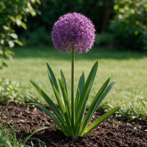 Ail d'ornement aflatunense Purple Sensation 20cm Godet 9cm - Allium (1/4)