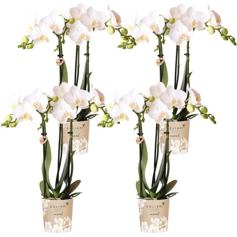 Lot de 4 Orchidées Phalaenopsis Blanches Pot 9 cm Plante d'Intérieur Fleurie Multiflore - PANGIVO (1/4)