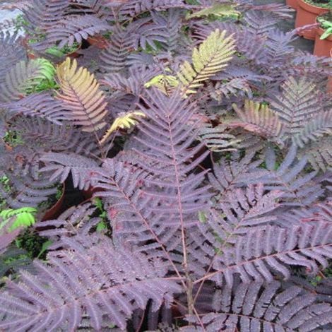 Arbre à soie Summer Chocolate, Albizia/Pot de 4L - 40/60 cm