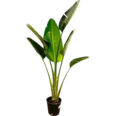 Strelitzia Augusta - Oiseau du Paradis Blanc - Plante d'Intérieur et Jardin - 180 cm - Ø 24-27 cm - PANGIVO (1/5)