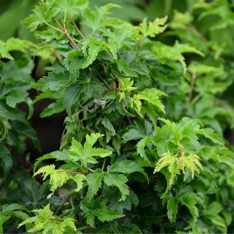 Érable du Japon 'Shishigashira' (Acer palmatum), en pot de 2 litres, hauteur 60 cm.
