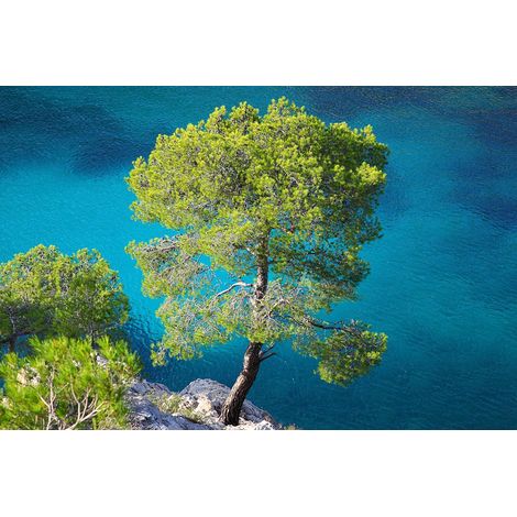 Pino d'Aleppo "Pinus halepensis" pianta in vaso da 0,5 litri h. 40/50 cm (1/5)
