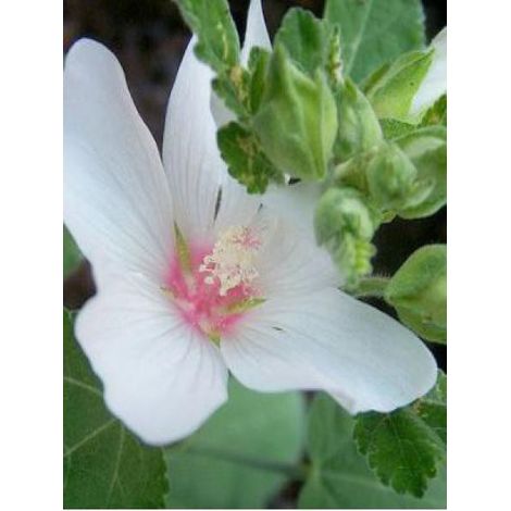 Mauve en arbre, Lavatère 'Baby Barnsley' Godet de 8/9 cm (1/2)