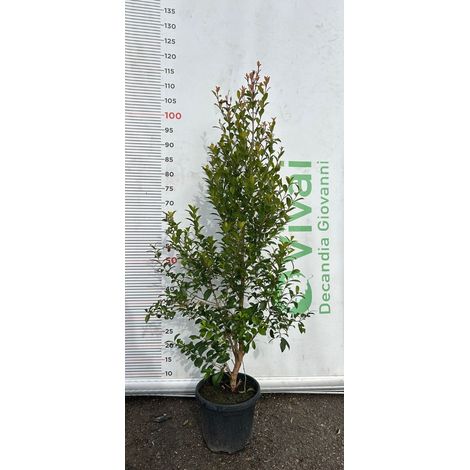 50 Piante di Eugenia V18 H 60/70 cm – Siepe Sempreverde – Siepi Giardino