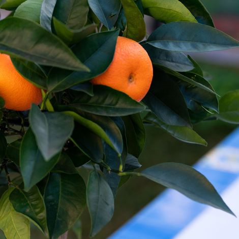 Gardenaria Arancio - Citrus sinensis 'Tarocco' - Pianta di agrume da frutto in vaso - Altezza: 70/80 cm (vaso 22) (1/3)