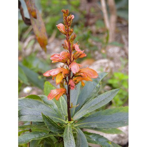 Digitale des Canaries 'Bella' Pot de 2L/3L (1/2)