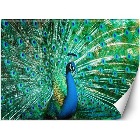 Carta Da Parati, Uccelli colorati Pavone Natura - 100x70 (1/5)