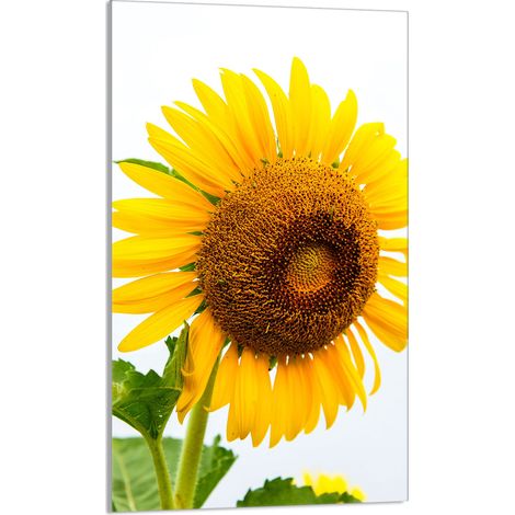 TAGLIERE IN VETRO 30x52 Fiore (1/5)