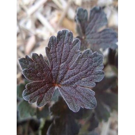 Géranium vivace 'Sanne' Godet de 8/9 cm (1/2)