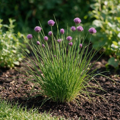 Ail d'ornement schoenoprasum 20cm Godet 9cm - Allium (1/4)