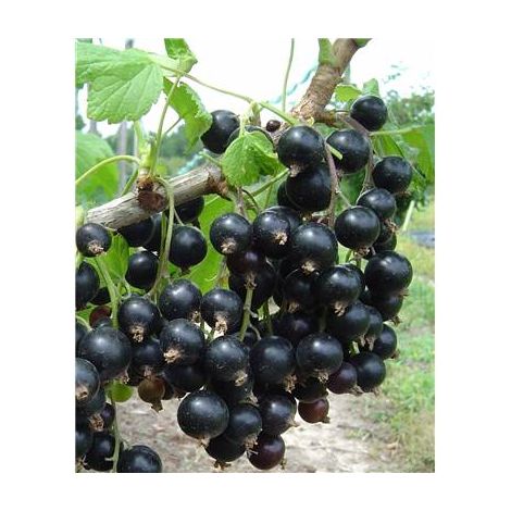 CASSIS GRAPPE "ANDEGA" - LE POT