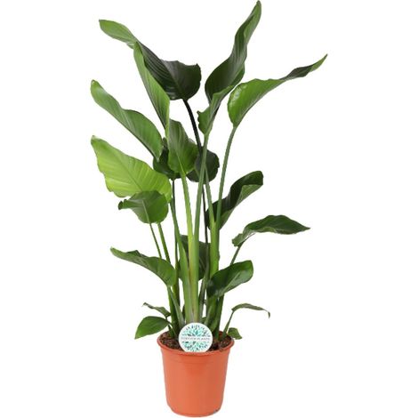 Strelitzia Nicolai - Oiseau de Paradis - Plante Verte d'Intérieur - Pot Ø24 cm - Hauteur 110 cm - PANGIVO (1/4)
