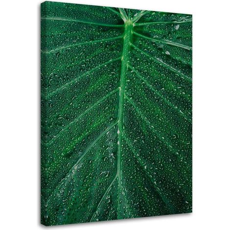 Tableau sur toile Feuille Plante Vert Nature 70x100 (1/5)