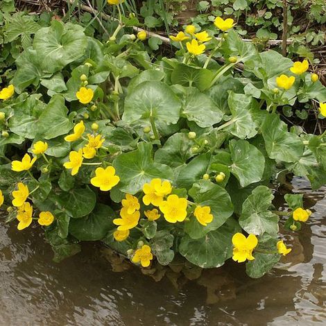 4 x Caltha des Marais - Caltha palustris  - godet 9x9 cm