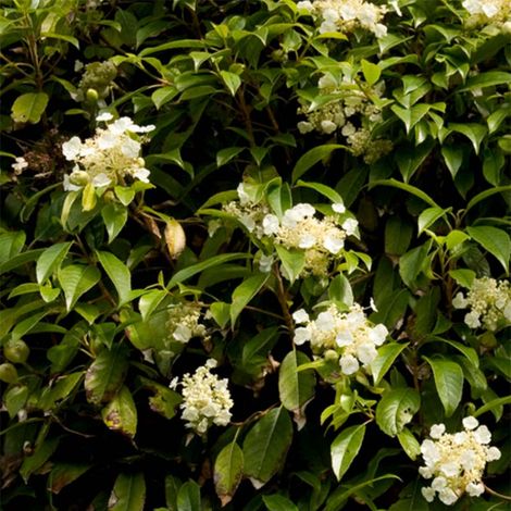 Hortensia grimpant seemanii Pot de 2L/3L (1/2)