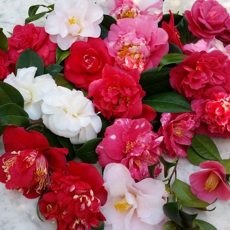 Camellia japonica - camelia - alveolo forestale