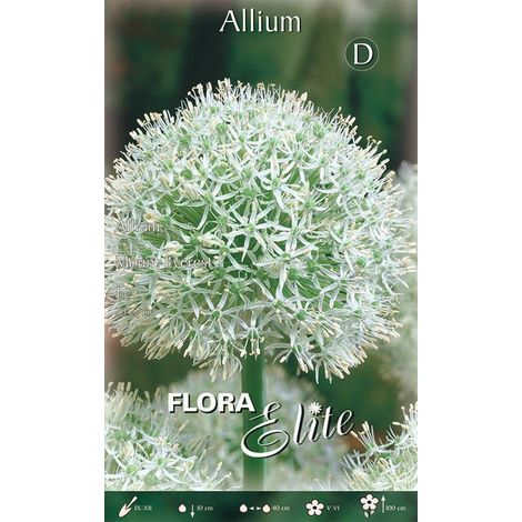 Bulbo di Allium Mount Everest