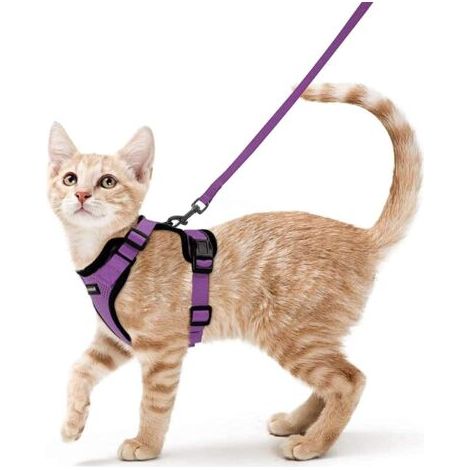 BUNTHAUS Harnais Chat Petit Chien Laisse Harnais Chaton Réglable Violet XS Collier Harnai Chat Refléchissant Gilet Respirant pour Lapin, Chat Européen, Maine Coon, Persan, Attache Dessus avec Laisse-E (1/5)