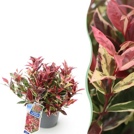 Leucothoe Colour Diamond Arbuste Persistant pour Jardin et Terrasse Pot Ø 17 cm H 45 cm - PANGIVO (1/5)