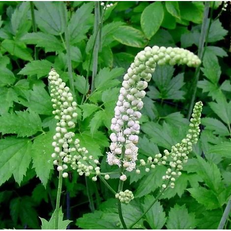 4 x Bugbane à feuilles en cœur - Actaea racemosa - godet 9x9 cm (1/4)