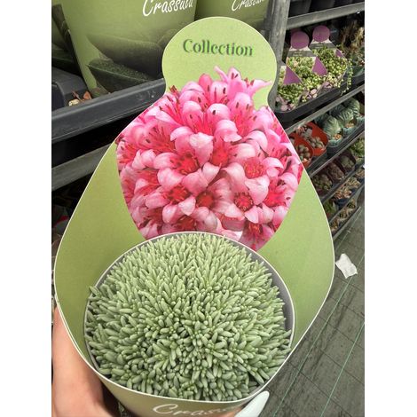 Delosperma sphalmanthoides in vaso 14 cm – Succulenta