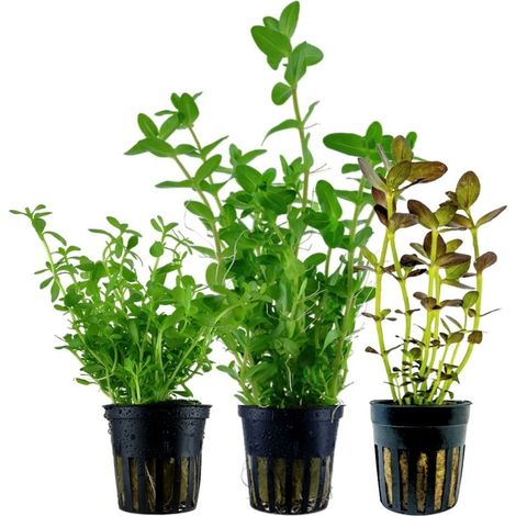 Pflanzen Set mit 3 Bacopa Aquariumpflanzen Set Nr.239