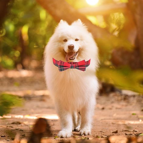 Filiyano-Collier de Noël pour chien avec nœud papillon, collier à carreaux de Noël ajustable avec nœud papillon amovible, taille L (1/3)