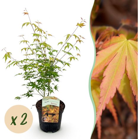 Lot de 2 Érables Japonais Acer palmatum Katsura - Plante de Jardin et Terrasse - Pot 19cm H70cm - PANGIVO (1/5)