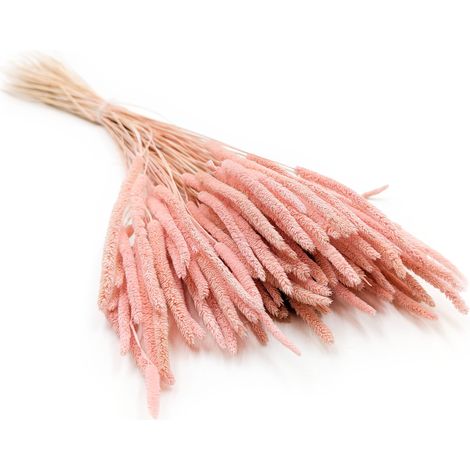 Erba secca - Timoteo (Phleum) - Rosa perla