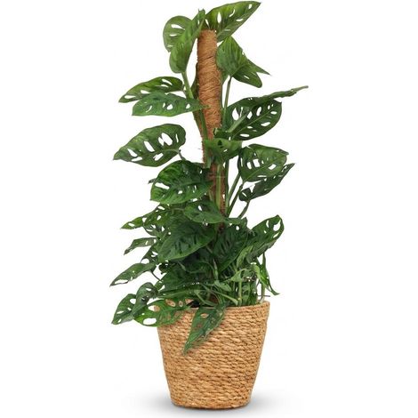 Plante d'Intérieur Monstera Adansonii Monkey Mask sur Tuteur Mousse avec Panier Vert 90 cm - PANGIVO