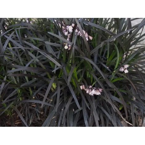 Gardenaria Ophiopogon planiscapus 'Nigrescens' - Graminacea ornamentale da esterno - Altezza: 15 cm (vaso 17)