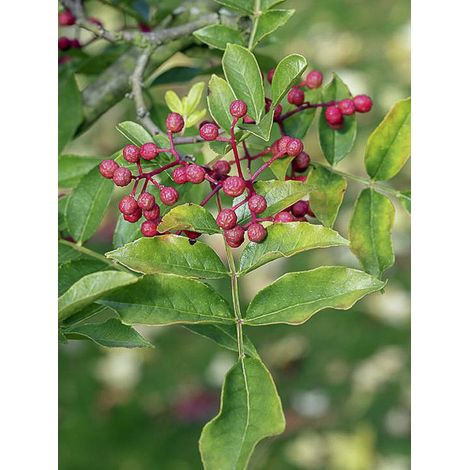 Poivrier d'Amérique Pot de 4L/5L