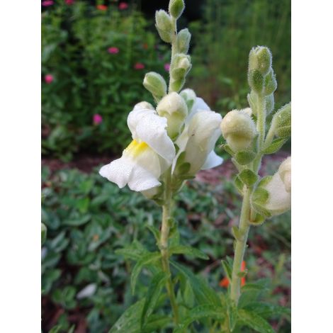 Semillas de Boca de Drag�n. Antirrhinum Graniticum. 10 Gramos