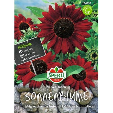 Sperli Sonnenblumen Velvet Queen - Blumensamen (1/4)