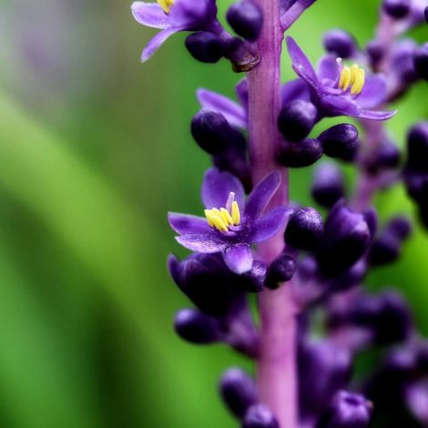 Liriope muscari Royal Purple/Godet