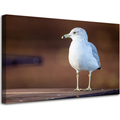 Lienzo impreso con la imagen de una gaviota blanca, de 80x50 cm.