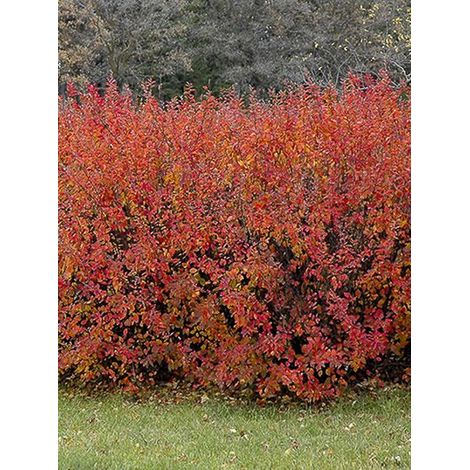 Cotonéaster lucidus Pot de 2L/3L (1/4)
