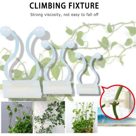 Lot de 50 fixations adhésives sans trace pour pothos grimpant (1/5)