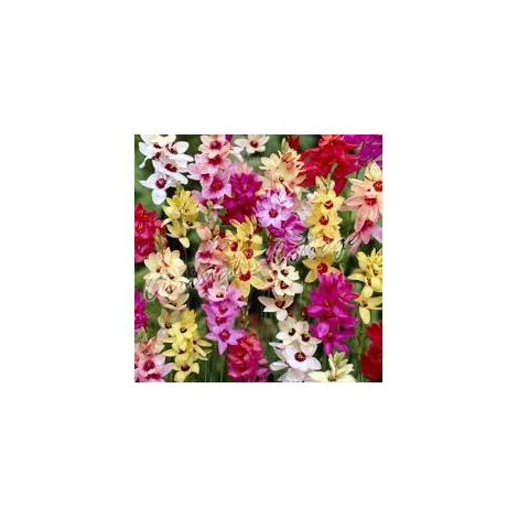 Bulbi di Ixia Assortito 5+ – Fiori colorati e vivaci (1/4)