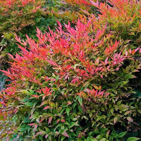 NANDINA DOMESTICA IN VASO 16CM