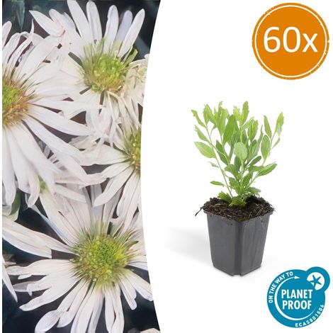 Lot de 60 Asters ageratoides 'Ashvi' Plantes Vivaces à Fleurs Blanches Pot Ø 9 cm H 10-25 cm - PANGIVO (1/5)