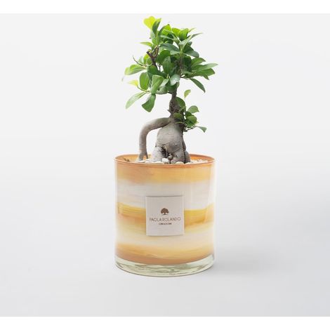 Ficus Ginseng Bonsai dans un pot en verre décoré à la main effet marbre H 15 cm - Orange