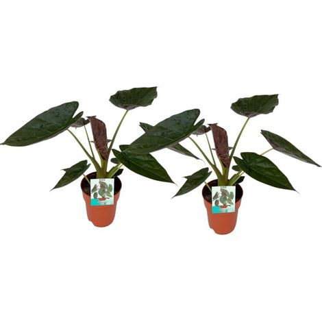 Alocasia Wentii Plante d’Intérieur Feuillage Décoratif Lot de 2 Pot 19 cm Hauteur 85 cm - PANGIVO