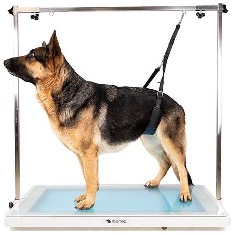 Sangle de toilettage ventrale confort : Petit Chien (1/5)