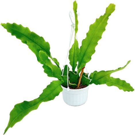 Cactus Orchidea Epiphyllum H 35