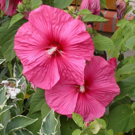 Hibiscus des marais Rose Vif/Pot de 3L - 40/60 cm (1/4)