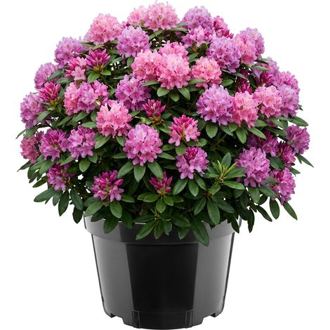 Garronda Pot de Pépinière Rond en Plastique Ø34 x 22 cm (15L) - Pot Semis Robuste avec Drainage Repiquage Pot de Fleur et Culture pour Serre Horticulture Jardin Intérieur Extérieur GD-0202