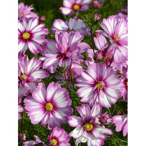 Cosmos 'Capriola' le sachet de 50 graines (1/2)